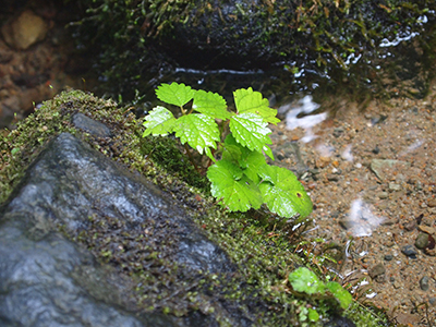 杜々の森湧き水